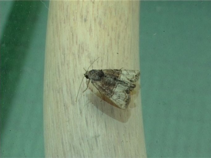 Trockenrasen-Halmeulchen, ( Mesoligia furuncula ) : Moers, in unserem Garten, 17.08.2006